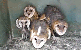 Barn Owls...the Boltons of Owls.