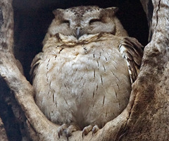 Shockingly, I couldn't find a SFW GIF of this scene, so here's an Owl that reminds me of Samwell.